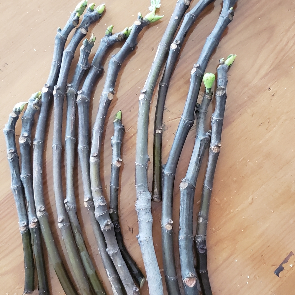 Fig Green Ishcia Cuttings- 6 Cuttings - Picture 8 of 10